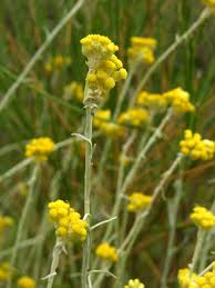 Image result for Helichrysum cephaloideum