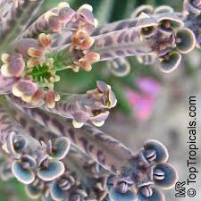 Image result for Bryophyllum tubiflorum