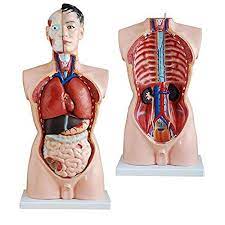 Body anatomy mannequin with removable organs and medical bandage male human torso model isolated on white background. Amazon Com Medical Anatomy Can Be Dissected Into 19 Parts Human 85cm Male Torso Anatomical Model Skeleton Life Size Industrial Scientific