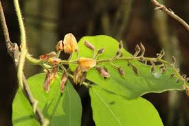 Image result for Rhynchosia viscosa