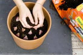 Kaffeesatz Als Dunger Verwendung Vorteile Plantura Knoblauch Pflanzen Knoblauch Anbauen Gemusehochbeet