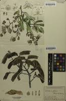 Image result for Julbernardia