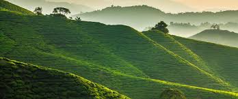 Employers should be aware of the pahang public holiday to better manage business expectations and staffing requirements to ensure a smooth transitional process. Pahang Public Holidays 2021 Publicholidays Com My