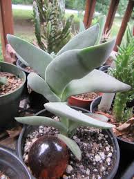 Image result for Crassula perfoliata