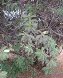 Image result for Ozoroa