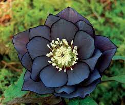 Flowers in three stages of flowering. 28 Black Flowers And Plants To Add Drama To Your Garden Balcony Garden Web