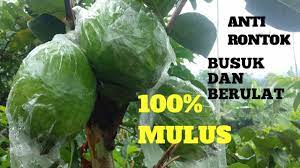 Abal aban abang abangan abangga abangmu abangnya abar abaran abas abasiah abatoar abau abbreviata abc abdas abdi abdikasi abdomen abdominal abdu abductee abduh abduksi abduktor abdul abdullah abdurrahman abe abece abel abelmaschus abelmoschus aben aberasi abesif abet abi abian abid. Cara Mengatasi Jambu Biji Busuk Seputar Tanaman Youtube