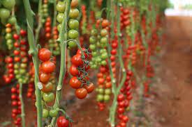 Die einzelnen äste dieser tomate scheinen für die kriechende gangart gedacht zu sein. Tomate Cerise Et Cocktail Brin De Muguet Genetic Et Distribution