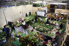 For all your floral and garden needs, from spring flowers to japanese maples, come to central wholesale nursery, where. Sf Flower Mart S Redevelopment Plans Expand