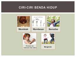 Bernafas memerlukan makanan memerlukan air bergerak membesar. Benda Hidup Dan Benda Bukan Hidup