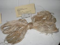 Image result for Boehmeria nivea