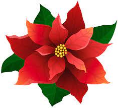 Poinsettia Flower Essay Best Flower Wallpaper