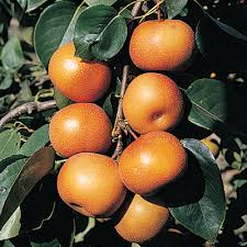 Image result for Pyrus pyrifolia