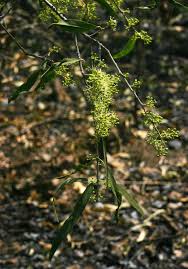 Image result for Boscia salicifolia