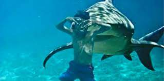 Les 15 Meilleurs Sites De Telechargement Film Et Serie Gratuit Le Petit Shaman Attaque De Requin Requin Photos De Requin