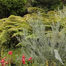 Image result for Gomphostigma