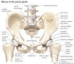 Middle row is made of. Pelvis Definition Anatomy Diagram Facts Britannica