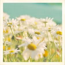 A d keayuan kasih impianmu. Untitled Flowers Photography Flowers Daisy Love