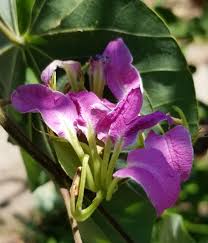 Image result for Bauhinia macrantha