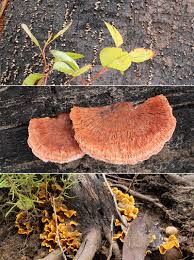 Image result for Porodisculus pendulus