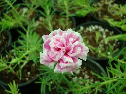 I fiori della portulaca si aprono solo in condizioni di pieno sole, di giorno, e. Portulaca Grandiflora Or Rose Moss Buy Online In Uae Green Souq Uae