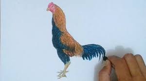 Secara taksonomis, ikan tersebut termasuk dalam. Cara Menggambar Dan Mewarnai Ayam Jago How To Draw A Rooster Youtube