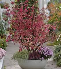 Korkflugelstrauch Das Schonste Rot Des Herbstes Kubelpflanzen Bodenuntersuchung Pflanzen