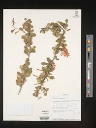 Image result for Turraea robusta