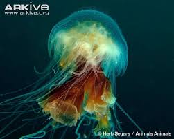 Lion S Mane Jellyfish Lion S Mane Jellyfish Cyanea Capillata Lion S Mane Jellyfish Lion Mane Dog Lion Mane