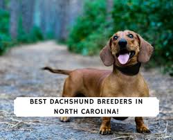 Pets and animals fayetteville 400 $ view pictures. 8 Best Dachshund Breeders In North Carolina 2021 We Love Doodles