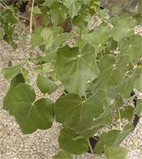 Image result for Sterculia subviolacea
