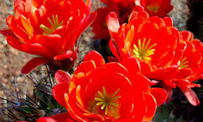 The wildflowers of the sonoran desert typically appear after a rain, some after the winter rains, and some after the summer monsoons.. Desert Wildflower Field Guide Desertusa