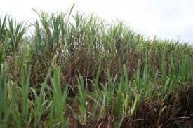 Sugar cane synonyms, sugar cane pronunciation, sugar cane translation, english dictionary definition of sugar cane. Sugarcane Plants In The Garden How To Grow Sugarcanes