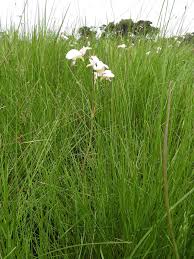 Image result for Eulophia calantha