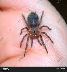 Check spelling or type a new query. Curly Hair Tarantula Image Photo Free Trial Bigstock