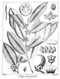 Image result for Diospyros gabunensis