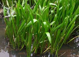 Image result for Wiesneria