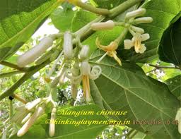 Image result for Alangium chinense