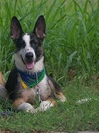 Maybe you would like to learn more about one of these? Panda Shepherd Dog Breed Information And Pictures