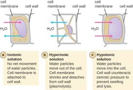 Maybe you would like to learn more about one of these? Difference Between Osmosis And Plasmolysis Compare The Difference Between Similar Terms