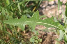 Image result for Sonchus bipontini