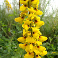 Image result for Crotalaria oocarpa