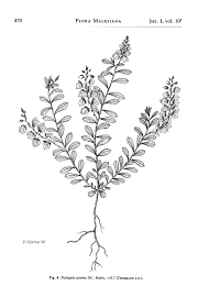 Image result for Diclis tenella