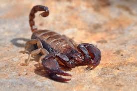 Basta adottare qualche piccolo trucco. Gli Scorpioni Presenti In Italia Quali Sono I Piu Pericolosi