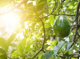 Image result for Tree Green 2018 Fleet