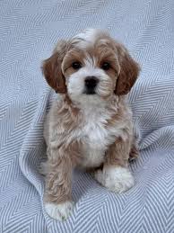 I have a four year old maltipoo poo with some dental issues. Looking for  the best products to remove tartar from her teeth. Any suggestions would be  welcome.