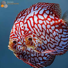 Aktuelle Diskus Bilder Europa Discus Center Discus Fish Pet Fish Colorful Fish