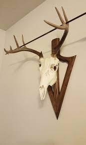 Diy Deer Skull Mount Video Deer Skull Decor Deer Skull Mount Deer Hunting Decor