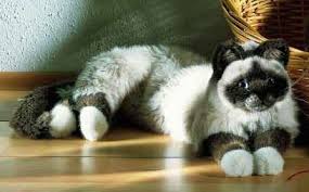 New cl a ssifie d £900 for sale ragdoll kittens. Kosen Birman Cat 4390 Kosen Realistic Plush Animals