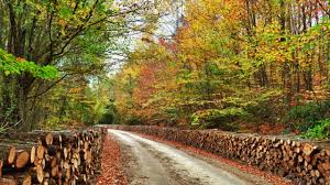 Check spelling or type a new query. Kunduz Ormanlari Bisamsun Com